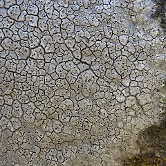 Diploschistes actinostomus