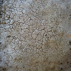 Saxicolous, Stony Bay, Banks Peninsula.<br>Photographer: Allison Knight, Date taken: 26/04/2019, Licence: All rights reserved. <a class='member-message' href='/nzpcn/why-join-nzpcn/' target='_blank'>Members can view a larger version of this image.</a>