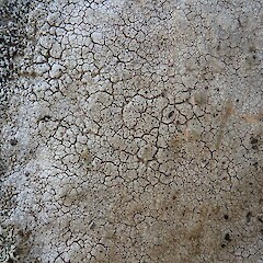 Saxicolous, Stony Bay, Banks Peninsula.<br>Photographer: Allison Knight, Date taken: 26/04/2019, Licence: All rights reserved. <a class='member-message' href='/nzpcn/why-join-nzpcn/' target='_blank'>Members can view a larger version of this image.</a>