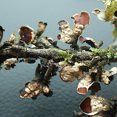 Blue Pools walk, Makarora.<br>Photographer: Melissa Hutchison, Date taken: 07/10/2021, Licence: <a target='_blank' href='https://creativecommons.org/licenses/by-nc/4.0'>CC BY-NC</a>. <a class='member-message' href='/nzpcn/why-join-nzpcn/' target='_blank'>Members can view a larger version of this image.</a>