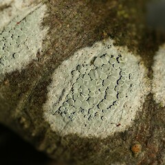 Lecanora carpinea