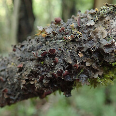 Nephroma cellulosum var. isidioferum