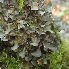 Nephroma plumbeum var. isidiatum