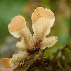 Oparara, West Coast.<br>Photographer: Melissa Hutchison, Date taken: 03/04/2021, Licence: <a target='_blank' href='https://creativecommons.org/licenses/by-nc/4.0'>CC BY-NC</a>. <a class='member-message' href='/nzpcn/why-join-nzpcn/' target='_blank'>Members can view a larger version of this image.</a>