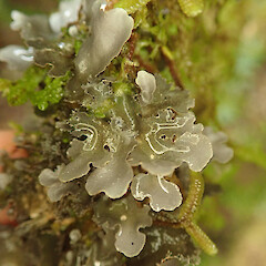 Oparara, West Coast.<br>Photographer: Melissa Hutchison, Date taken: 03/04/2021, Licence: <a target='_blank' href='https://creativecommons.org/licenses/by-nc/4.0'>CC BY-NC</a>. <a class='member-message' href='/nzpcn/why-join-nzpcn/' target='_blank'>Members can view a larger version of this image.</a>