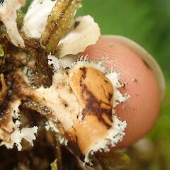 Oparara, West Coast.<br>Photographer: Melissa Hutchison, Date taken: 03/04/2021, Licence: <a target='_blank' href='https://creativecommons.org/licenses/by-nc/4.0'>CC BY-NC</a>. <a class='member-message' href='/nzpcn/why-join-nzpcn/' target='_blank'>Members can view a larger version of this image.</a>