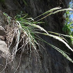 On coastal bank, Kaitarakihi, Auckland.<br>Photographer: Rhys O. Gardner, Date taken: 24/11/2021, Licence: All rights reserved.