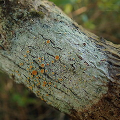 Corticolous on mangroves, Hokianga Northland.<br>Photographer: Marley Ford, Date taken: 24/07/2020, Licence: <a target='_blank' href='https://creativecommons.org/licenses/by-nc/4.0'>CC BY-NC</a>. <a class='member-message' href='/nzpcn/why-join-nzpcn/' target='_blank'>Members can view a larger version of this image.</a>