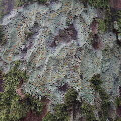 Corticolous on matai, Bank’s Peninsula Canterbury.<br>Photographer: Marley Ford, Date taken: 28/04/2019, Licence: <a target='_blank' href='https://creativecommons.org/licenses/by-nc/4.0'>CC BY-NC</a>. <a class='member-message' href='/nzpcn/why-join-nzpcn/' target='_blank'>Members can view a larger version of this image.</a>
