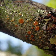 Green form, corticolous in coastal forest, Mangemangeroa Auckland.<br>Photographer: Marley Ford, Date taken: 06/09/2019, Licence: <a target='_blank' href='https://creativecommons.org/licenses/by-nc/4.0'>CC BY-NC</a>. <a class='member-message' href='/nzpcn/why-join-nzpcn/' target='_blank'>Members can view a larger version of this image.</a>