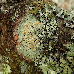 On tairaire on forest margin, Hokianga Northland.<br>Photographer: Marley Ford, Date taken: 10/06/2020, Licence: <a target='_blank' href='https://creativecommons.org/licenses/by-nc/4.0'>CC BY-NC</a>. <a class='member-message' href='/nzpcn/why-join-nzpcn/' target='_blank'>Members can view a larger version of this image.</a>