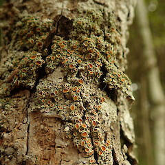 Corticolous on putaputaweta on forest edge, Hokianga Northland.<br>Photographer: Marley Ford, Date taken: 02/05/2020, Licence: <a target='_blank' href='https://creativecommons.org/licenses/by-nc/4.0'>CC BY-NC</a>. <a class='member-message' href='/nzpcn/why-join-nzpcn/' target='_blank'>Members can view a larger version of this image.</a>