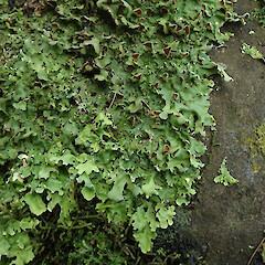 Banks Peninsula.<br>Photographer: Melissa Hutchison, Date taken: 16/08/2020, Licence: <a target='_blank' href='https://creativecommons.org/licenses/by-nc/4.0'>CC BY-NC</a>. <a class='member-message' href='/nzpcn/why-join-nzpcn/' target='_blank'>Members can view a larger version of this image.</a>