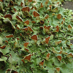 Banks Peninsula.<br>Photographer: Melissa Hutchison, Date taken: 16/08/2020, Licence: <a target='_blank' href='https://creativecommons.org/licenses/by-nc/4.0'>CC BY-NC</a>. <a class='member-message' href='/nzpcn/why-join-nzpcn/' target='_blank'>Members can view a larger version of this image.</a>
