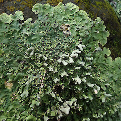 Hinewai Reserve, Banks Peninsula.<br>Photographer: Melissa Hutchison, Date taken: 19/10/2019, Licence: <a target='_blank' href='https://creativecommons.org/licenses/by-nc/4.0'>CC BY-NC</a>. <a class='member-message' href='/nzpcn/why-join-nzpcn/' target='_blank'>Members can view a larger version of this image.</a>