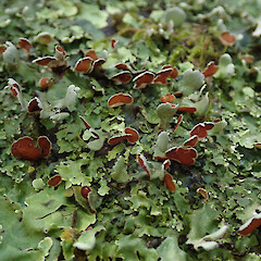 Hinewai Reserve, Banks Peninsula.<br>Photographer: Melissa Hutchison, Date taken: 19/10/2019, Licence: <a target='_blank' href='https://creativecommons.org/licenses/by-nc/4.0'>CC BY-NC</a>. <a class='member-message' href='/nzpcn/why-join-nzpcn/' target='_blank'>Members can view a larger version of this image.</a>