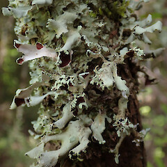 Wainuiomata Forest.<br>Photographer: Melissa Hutchison, Date taken: 27/11/2019, Licence: <a target='_blank' href='https://creativecommons.org/licenses/by-nc/4.0'>CC BY-NC</a>. <a class='member-message' href='/nzpcn/why-join-nzpcn/' target='_blank'>Members can view a larger version of this image.</a>