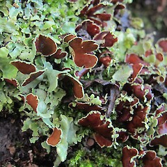 Nephroma australe
