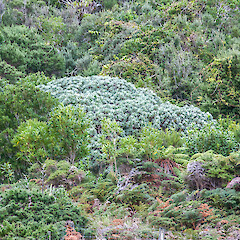 Awatotara, Chatham Island.<br>Photographer: Jeremy R. Rolfe, Date taken: 03/06/2013, Licence: <a target='_blank' href='https://creativecommons.org/licenses/by/4.0'>CC BY</a>. <a class='member-message' href='/nzpcn/why-join-nzpcn/' target='_blank'>Members can view a larger version of this image.</a>