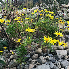 Hutt River.<br>Photographer: Jeremy R. Rolfe, Date taken: 24/05/2020, Licence: <a target='_blank' href='https://creativecommons.org/licenses/by/4.0'>CC BY</a>. <a class='member-message' href='/nzpcn/why-join-nzpcn/' target='_blank'>Members can view a larger version of this image.</a>