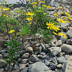 Hutt River.<br>Photographer: Jeremy R. Rolfe, Date taken: 24/05/2020, Licence: <a target='_blank' href='https://creativecommons.org/licenses/by/4.0'>CC BY</a>. <a class='member-message' href='/nzpcn/why-join-nzpcn/' target='_blank'>Members can view a larger version of this image.</a>