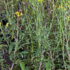 In cultivation ex Fanal Island (Motukino).<br>Photographer: Jeremy R. Rolfe, Date taken: 03/11/2008, Licence: <a target='_blank' href='https://creativecommons.org/licenses/by/4.0'>CC BY</a>. <a class='member-message' href='/nzpcn/why-join-nzpcn/' target='_blank'>Members can view a larger version of this image.</a>