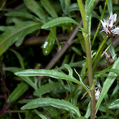 Cauline leaves. In cultivation ex Fanal Island (Motukino).<br>Photographer: Jeremy R. Rolfe, Date taken: 03/11/2008, Licence: <a target='_blank' href='https://creativecommons.org/licenses/by/4.0'>CC BY</a>. <a class='member-message' href='/nzpcn/why-join-nzpcn/' target='_blank'>Members can view a larger version of this image.</a>