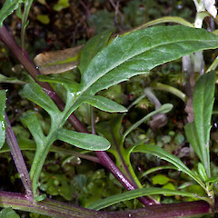 Cauline leaf. In cultivation ex Fanal Island (Motukino).<br>Photographer: Jeremy R. Rolfe, Date taken: 03/11/2008, Licence: <a target='_blank' href='https://creativecommons.org/licenses/by/4.0'>CC BY</a>. <a class='member-message' href='/nzpcn/why-join-nzpcn/' target='_blank'>Members can view a larger version of this image.</a>