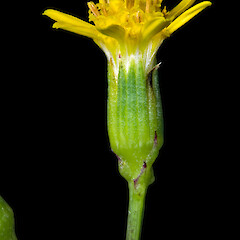 Capitulum. In cultivation ex Fanal Island (Motukino).<br>Photographer: Jeremy R. Rolfe, Date taken: 03/11/2008, Licence: <a target='_blank' href='https://creativecommons.org/licenses/by/4.0'>CC BY</a>. <a class='member-message' href='/nzpcn/why-join-nzpcn/' target='_blank'>Members can view a larger version of this image.</a>