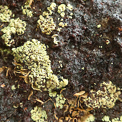 Mt Rakeahua, Stewart Island.<br>Photographer: Melissa Hutchison, Date taken: 28/01/2021, Licence: <a target='_blank' href='https://creativecommons.org/licenses/by-nc/4.0'>CC BY-NC</a>. <a class='member-message' href='/nzpcn/why-join-nzpcn/' target='_blank'>Members can view a larger version of this image.</a>