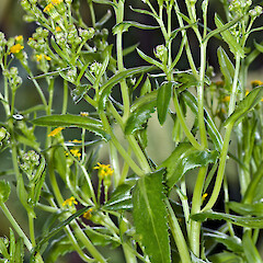 In cultivation.<br>Photographer: Jeremy R. Rolfe, Date taken: 15/10/2011, Licence: <a target='_blank' href='https://creativecommons.org/licenses/by/4.0'>CC BY</a>. <a class='member-message' href='/nzpcn/why-join-nzpcn/' target='_blank'>Members can view a larger version of this image.</a>