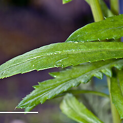 Cauline leaf. In cultivation.<br>Photographer: Jeremy R. Rolfe, Date taken: 15/10/2011, Licence: <a target='_blank' href='https://creativecommons.org/licenses/by/4.0'>CC BY</a>. <a class='member-message' href='/nzpcn/why-join-nzpcn/' target='_blank'>Members can view a larger version of this image.</a>