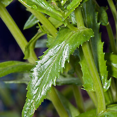 Cauline leaf. In cultivation.<br>Photographer: Jeremy R. Rolfe, Date taken: 15/10/2011, Licence: <a target='_blank' href='https://creativecommons.org/licenses/by/4.0'>CC BY</a>. <a class='member-message' href='/nzpcn/why-join-nzpcn/' target='_blank'>Members can view a larger version of this image.</a>