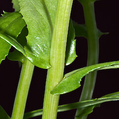 Cauline leaf. In cultivation.<br>Photographer: Jeremy R. Rolfe, Date taken: 15/10/2011, Licence: <a target='_blank' href='https://creativecommons.org/licenses/by/4.0'>CC BY</a>. <a class='member-message' href='/nzpcn/why-join-nzpcn/' target='_blank'>Members can view a larger version of this image.</a>