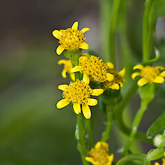 Capitula. In cultivation.<br>Photographer: Jeremy R. Rolfe, Date taken: 15/10/2011, Licence: <a target='_blank' href='https://creativecommons.org/licenses/by/4.0'>CC BY</a>. <a class='member-message' href='/nzpcn/why-join-nzpcn/' target='_blank'>Members can view a larger version of this image.</a>