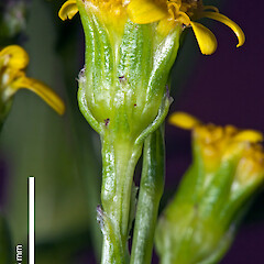 Capitulum showing involucral bracts. In cultivation.<br>Photographer: Jeremy R. Rolfe, Date taken: 15/10/2011, Licence: <a target='_blank' href='https://creativecommons.org/licenses/by/4.0'>CC BY</a>. <a class='member-message' href='/nzpcn/why-join-nzpcn/' target='_blank'>Members can view a larger version of this image.</a>