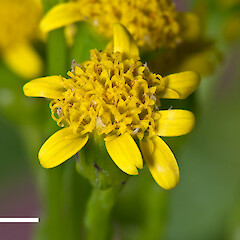 Capitulum. In cultivation.<br>Photographer: Jeremy R. Rolfe, Date taken: 15/10/2011, Licence: <a target='_blank' href='https://creativecommons.org/licenses/by/4.0'>CC BY</a>. <a class='member-message' href='/nzpcn/why-join-nzpcn/' target='_blank'>Members can view a larger version of this image.</a>