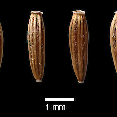Achenes. In cultivation.<br>Photographer: Jeremy R. Rolfe, Date taken: 12/11/2011, Licence: <a target='_blank' href='https://creativecommons.org/licenses/by/4.0'>CC BY</a>. <a class='member-message' href='/nzpcn/why-join-nzpcn/' target='_blank'>Members can view a larger version of this image.</a>