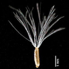 Cypsela. Raoul Island from a specimen collected by Peter de Lange.<br>Photographer: Jeremy R. Rolfe, Date taken: 10/05/2009, Licence: <a target='_blank' href='https://creativecommons.org/licenses/by/4.0'>CC BY</a>. <a class='member-message' href='/nzpcn/why-join-nzpcn/' target='_blank'>Members can view a larger version of this image.</a>