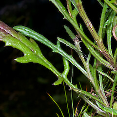 In cultivation ex Motukino (Fanal Island).<br>Photographer: Jeremy R. Rolfe, Date taken: 03/11/2008, Licence: <a target='_blank' href='https://creativecommons.org/licenses/by/4.0'>CC BY</a>. <a class='member-message' href='/nzpcn/why-join-nzpcn/' target='_blank'>Members can view a larger version of this image.</a>