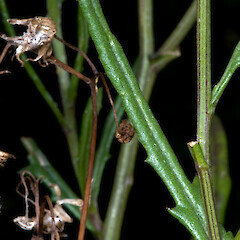 In cultivation ex Motukino (Fanal Island).<br>Photographer: Jeremy R. Rolfe, Date taken: 03/11/2008, Licence: <a target='_blank' href='https://creativecommons.org/licenses/by/4.0'>CC BY</a>. <a class='member-message' href='/nzpcn/why-join-nzpcn/' target='_blank'>Members can view a larger version of this image.</a>