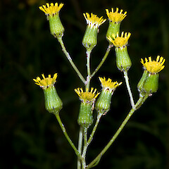 Capitula. In cultivation ex Motukino (Fanal Island).<br>Photographer: Jeremy R. Rolfe, Date taken: 03/11/2008, Licence: <a target='_blank' href='https://creativecommons.org/licenses/by/4.0'>CC BY</a>. <a class='member-message' href='/nzpcn/why-join-nzpcn/' target='_blank'>Members can view a larger version of this image.</a>