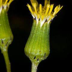 Capitulum showing involucral bracts. In cultivation ex Motukino (Fanal Island).<br>Photographer: Jeremy R. Rolfe, Date taken: 03/11/2008, Licence: <a target='_blank' href='https://creativecommons.org/licenses/by/4.0'>CC BY</a>. <a class='member-message' href='/nzpcn/why-join-nzpcn/' target='_blank'>Members can view a larger version of this image.</a>