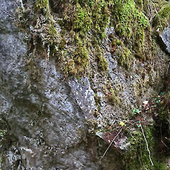 Habitat, Myosotis mooreana in foreground. Cobb Valley.<br>Photographer: Jeremy R. Rolfe, Date taken: 18/03/2016, Licence: <a target='_blank' href='https://creativecommons.org/licenses/by/4.0'>CC BY</a>. <a class='member-message' href='/nzpcn/why-join-nzpcn/' target='_blank'>Members can view a larger version of this image.</a>