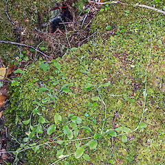 Growth habit. Cobb Valley.<br>Photographer: Jeremy R. Rolfe, Date taken: 18/03/2016, Licence: <a target='_blank' href='https://creativecommons.org/licenses/by/4.0'>CC BY</a>. <a class='member-message' href='/nzpcn/why-join-nzpcn/' target='_blank'>Members can view a larger version of this image.</a>