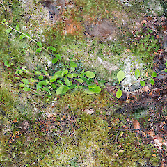 Growth habit. Cobb Valley.<br>Photographer: Jeremy R. Rolfe, Date taken: 18/03/2016, Licence: <a target='_blank' href='https://creativecommons.org/licenses/by/4.0'>CC BY</a>. <a class='member-message' href='/nzpcn/why-join-nzpcn/' target='_blank'>Members can view a larger version of this image.</a>