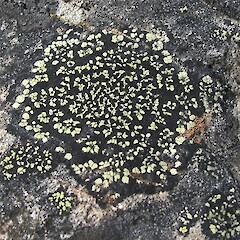 Dry Stream, Canterbury.<br>Photographer: Melissa Hutchison, Date taken: 29/11/2015, Licence: <a target='_blank' href='https://creativecommons.org/licenses/by-nc/4.0'>CC BY-NC</a>. <a class='member-message' href='/nzpcn/why-join-nzpcn/' target='_blank'>Members can view a larger version of this image.</a>