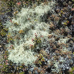 On subalpine scrub, Kaimanawa’s.<br>Photographer: Marley Ford, Date taken: 29/12/2022, Licence: <a target='_blank' href='https://creativecommons.org/licenses/by-nc/4.0'>CC BY-NC</a>. <a class='member-message' href='/nzpcn/why-join-nzpcn/' target='_blank'>Members can view a larger version of this image.</a>