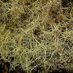 Close up, Kaimanawa’s.<br>Photographer: Marley Ford, Date taken: 29/12/2019, Licence: <a target='_blank' href='https://creativecommons.org/licenses/by-nc/4.0'>CC BY-NC</a>. <a class='member-message' href='/nzpcn/why-join-nzpcn/' target='_blank'>Members can view a larger version of this image.</a>