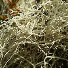Close up, Lake Ohau.<br>Photographer: Melissa Hutchison, Date taken: 22/01/2021, Licence: <a target='_blank' href='https://creativecommons.org/licenses/by-nc/4.0'>CC BY-NC</a>. <a class='member-message' href='/nzpcn/why-join-nzpcn/' target='_blank'>Members can view a larger version of this image.</a>
